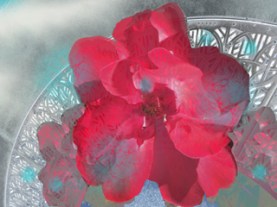 RedFlower on Grid_72dpi_320x240